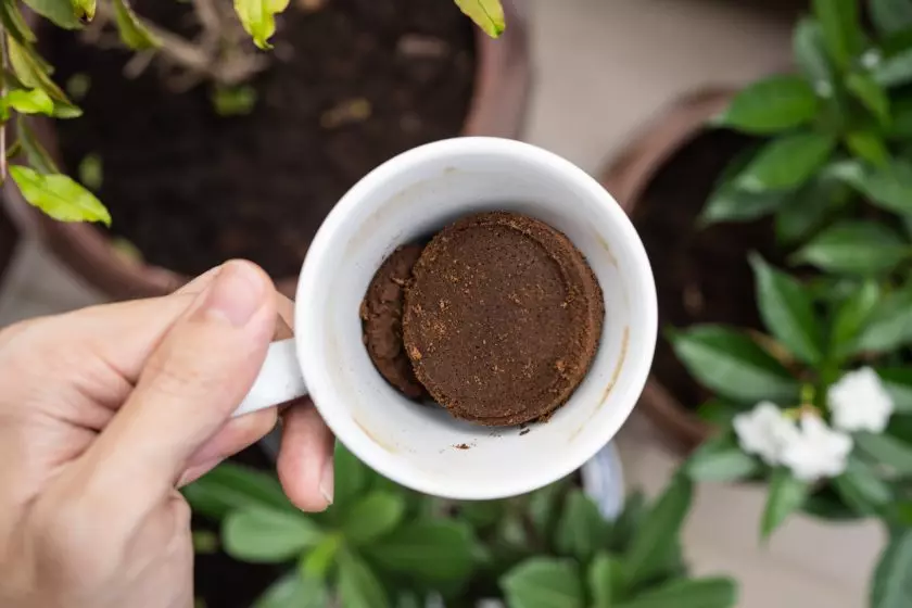 Šálka s použitou kávovou usadeninou v rukách nad izbovými rastlinami, pripravená na ekologické hnojenie.