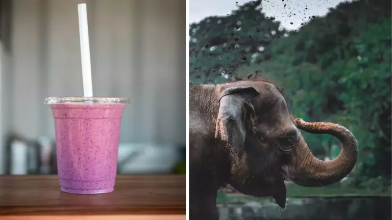 Fialový smoothie nápoj na stole vedľa slona hádzajúceho prach, príroda v pozadí.