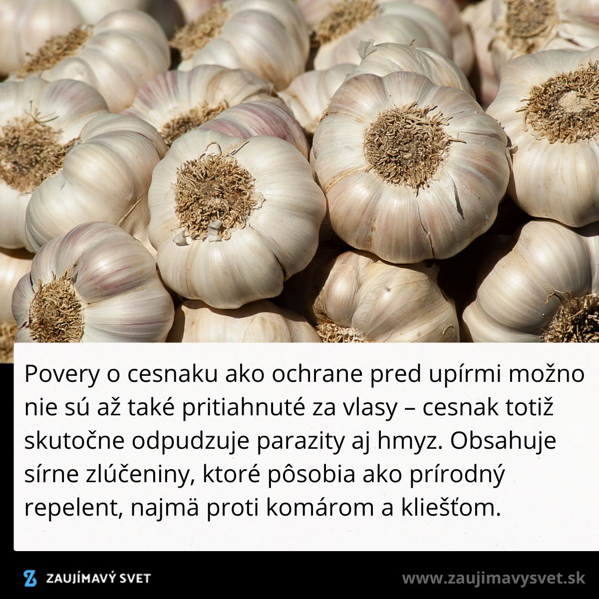 Čerstvé hlavičky cesnaku na hromade, známe pre prírodné odpudzujúce vlastnosti proti hmyzu a parazitom.
