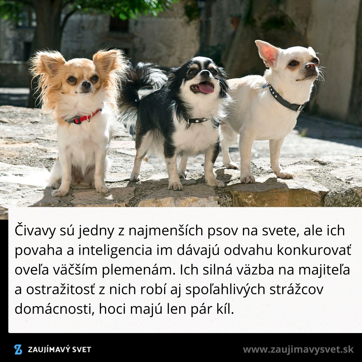 Tri čivavy pózujú na slnku, známe svojou odvahou a vernosťou majiteľom.