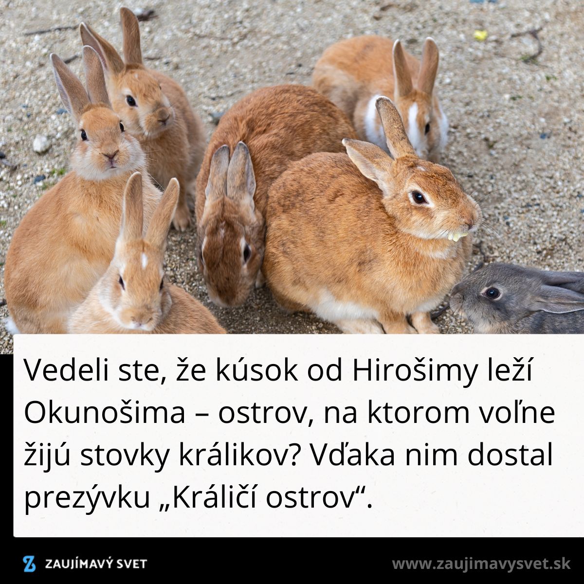 Králici na piesočnej pláži na ostrove Okunošima, známeho ako Králičí ostrov v Japonsku.