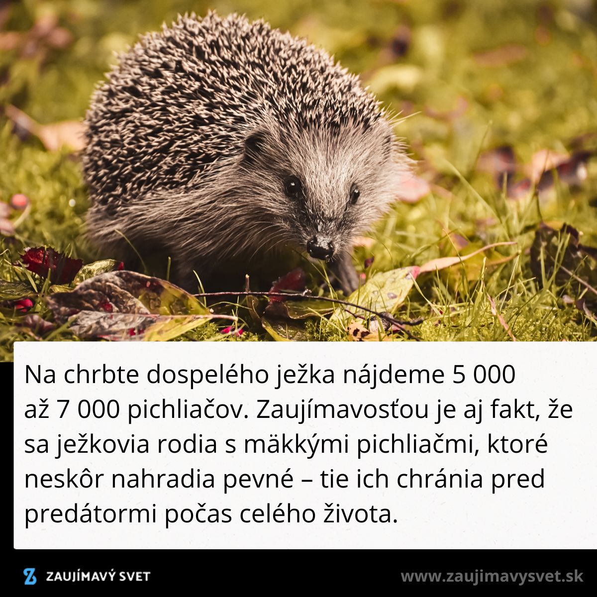 Ježko na tráve v jesennom prostredí, ilustrujúci jeho ochranné ostne proti predátorom.