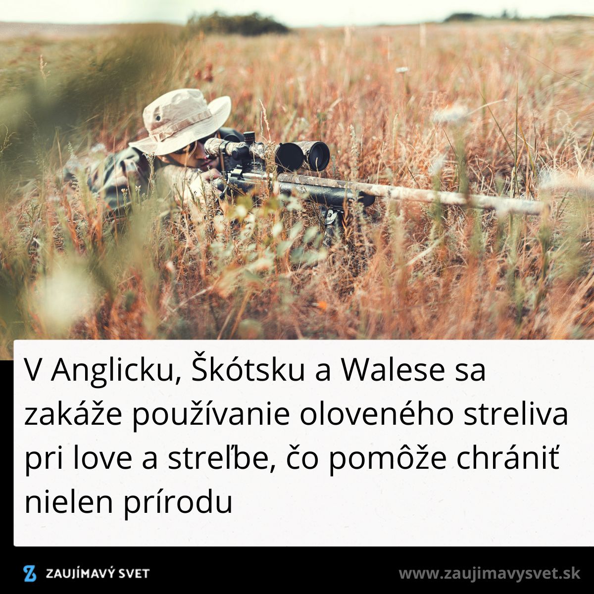 Osoba s puškou leží v tráve, Anglicko zakazuje olovené strelivo; ochrana prírody.