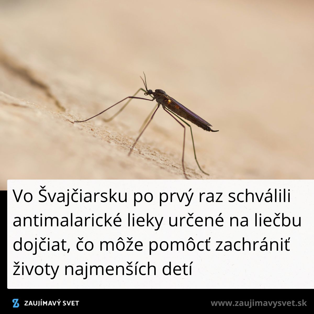 Komár na povrchu, text o schválení antimalarických liekov vo Švajčiarsku pre dojčatá.