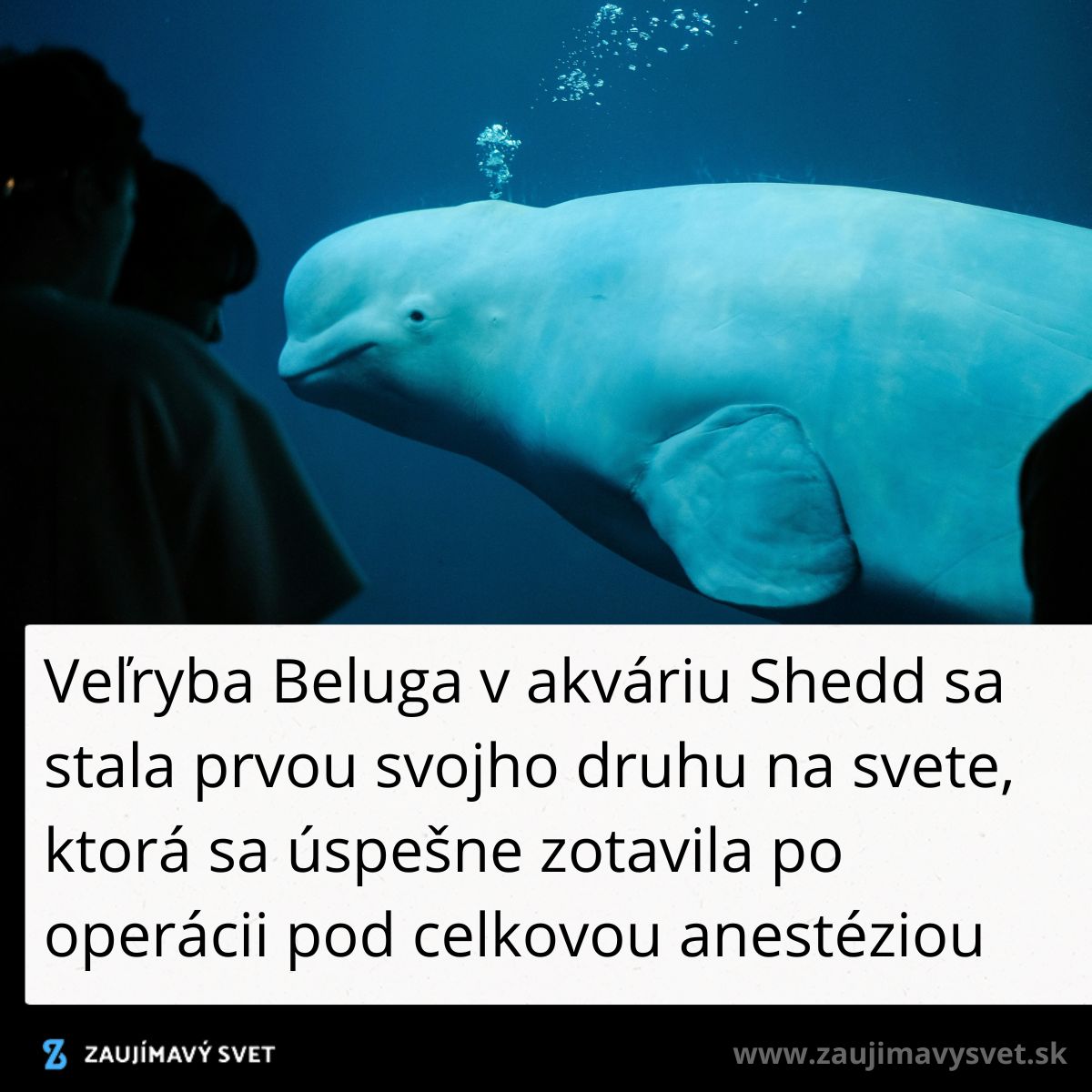 Beluga v akváriu Shedd sa zotavila z operácie, prvá svojho druhu na svete pod celkovou anestéziou.