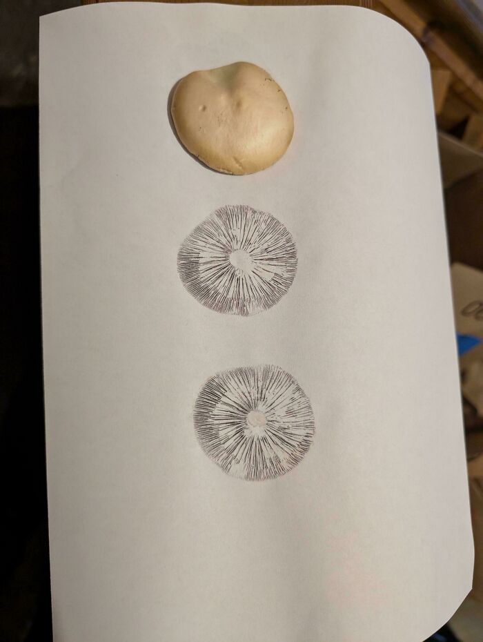 Hubový otlačok na papieri vedľa bielej huby, detailný pohľad na výtrusné kruhy.