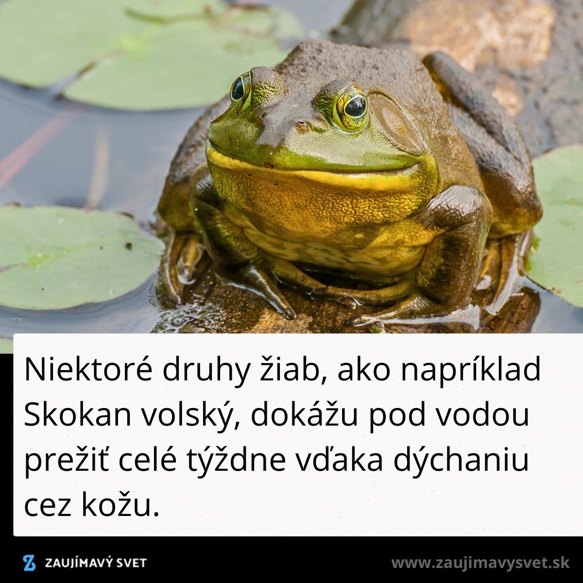 Žaba sediaca na kmeni v stojatej vode s leknami okolo.