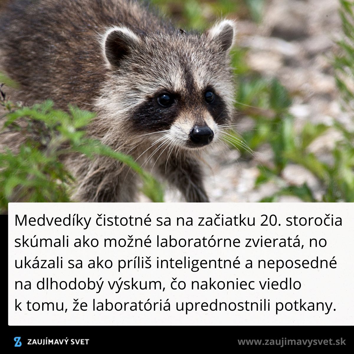 Medvedík čistotný v prírode, pôvodne skúmaný pre laboratóriá, bol príliš inteligentný pre dlhodobý výskum.