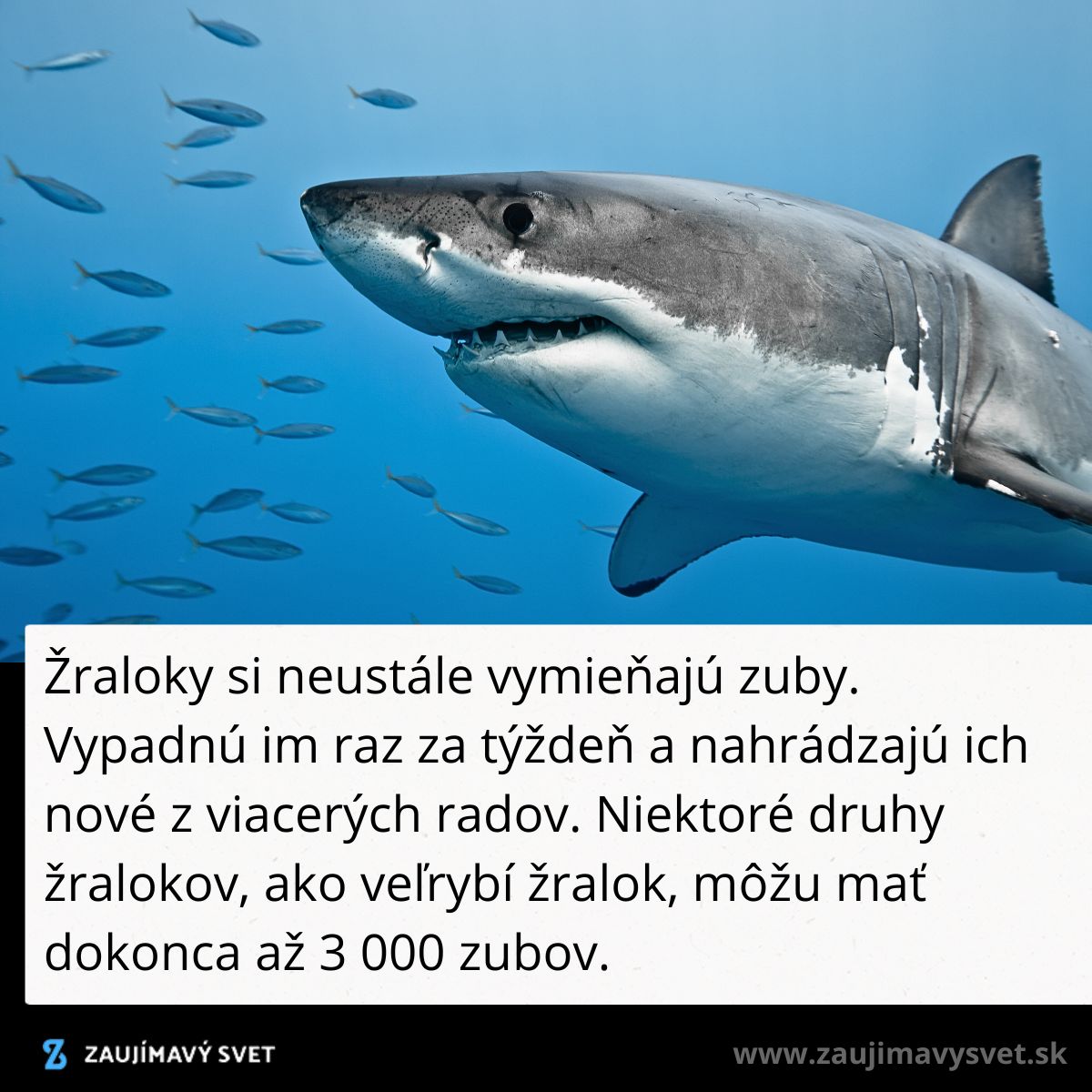 Žralok pláva v oceáne, obklopený malými rybami, na obrázku. Text informuje o výmene žraločích zubov.