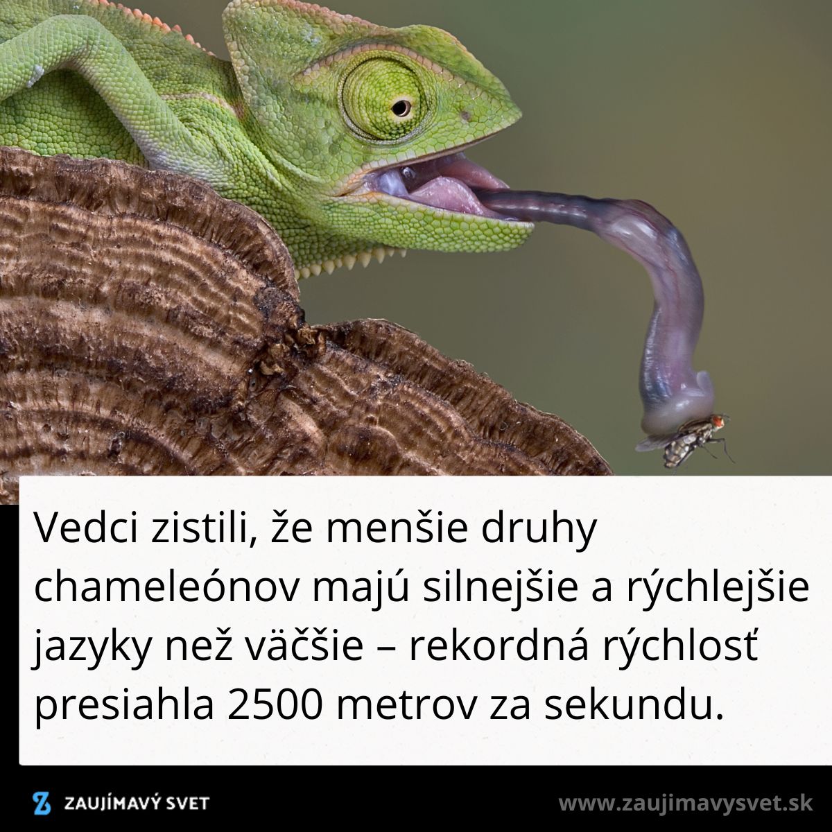 Chameleón vysúva jazyk na ulovenie koristi, s rýchlosťou 2500 m/s. Menšie druhy majú silnejšie a rýchlejšie jazyky.