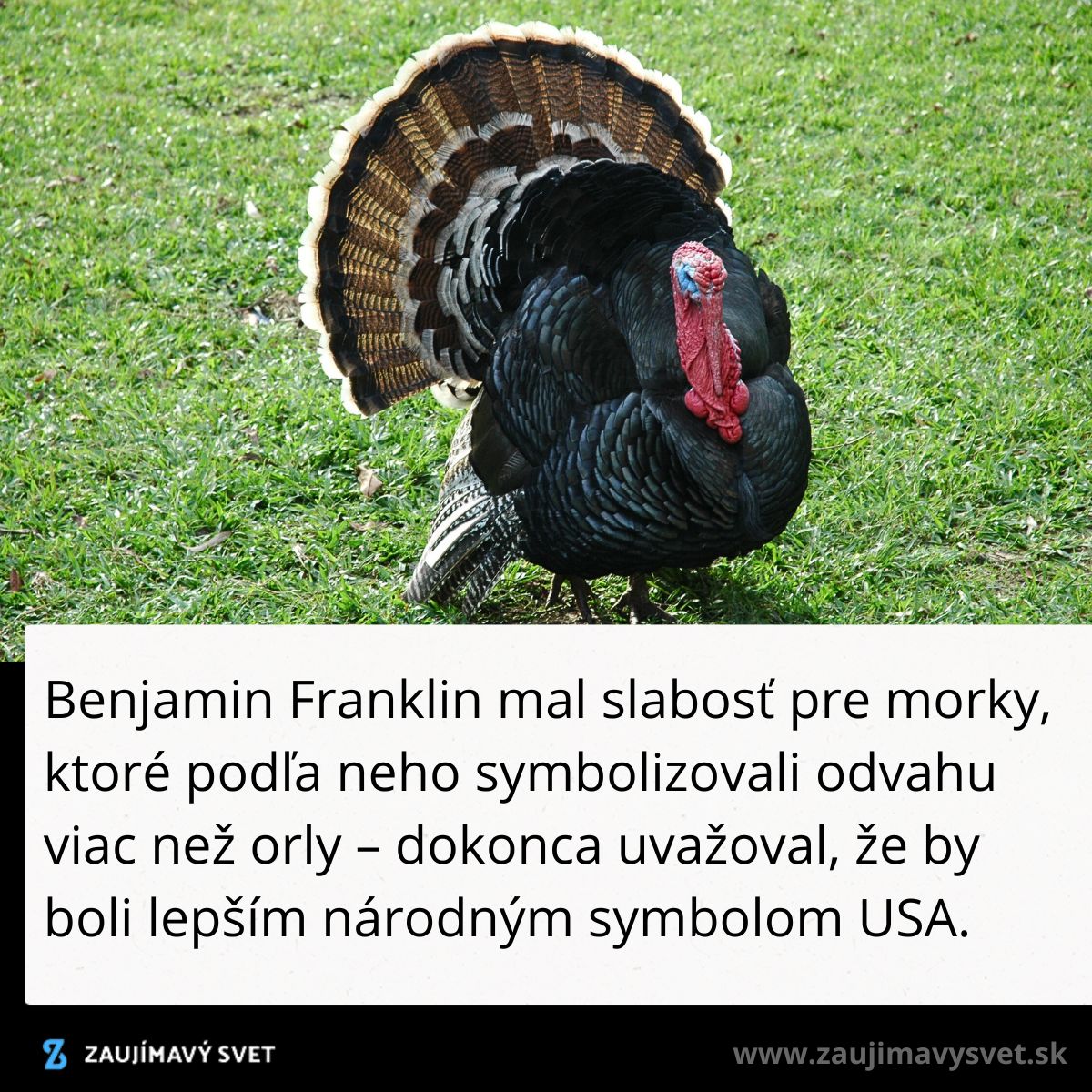 Krocan na tráve, ktorý bol Benjaminom Franklinom považovaný za lepší symbol odvahy než orol v USA.
