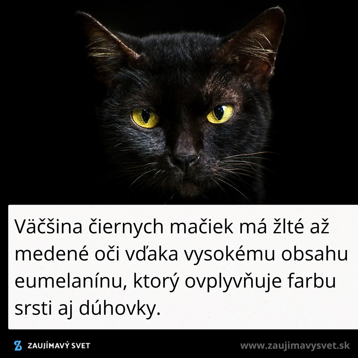 Čierna mačka s ostrými žltými očami na tmavom pozadí, symbolizujúc tajomstvo a eleganciu.