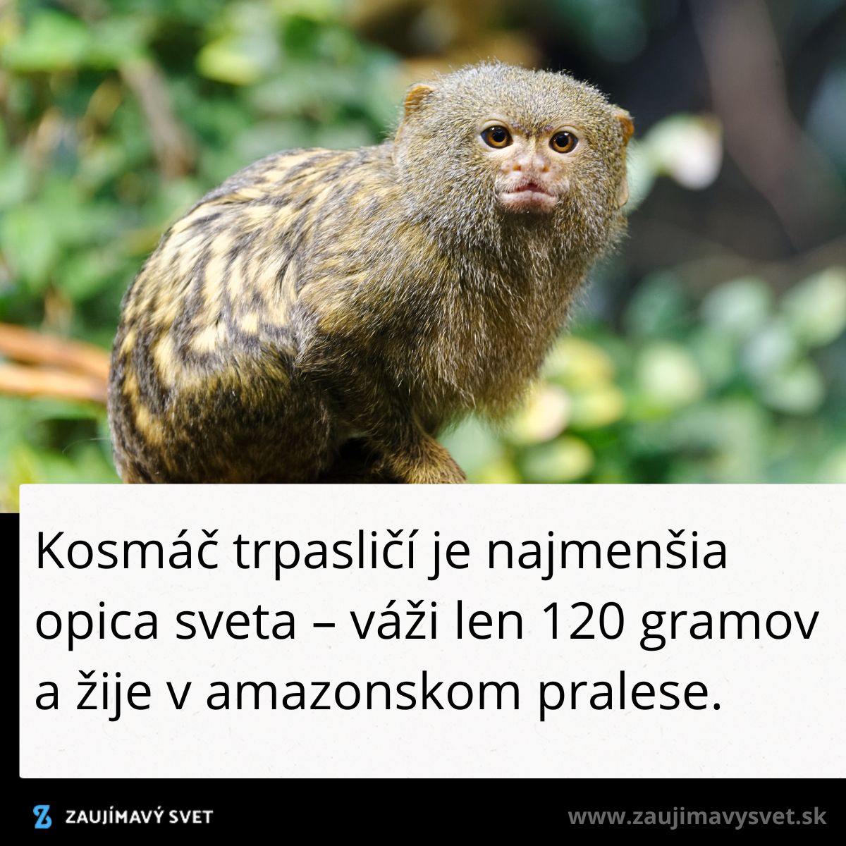 Kosmáč trpasličí, najmenšia opica sveta, s váhou 120 g, amazonský prales.