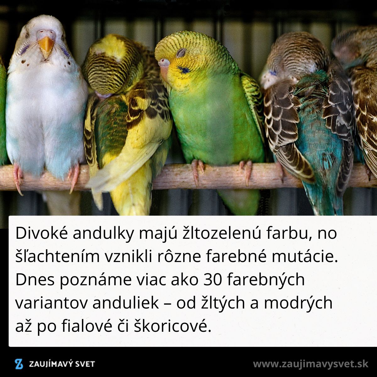 Farebná paleta anduliek: viac než 30 variantov od žltej po modrú a škoricovú vďaka šľachteniu.