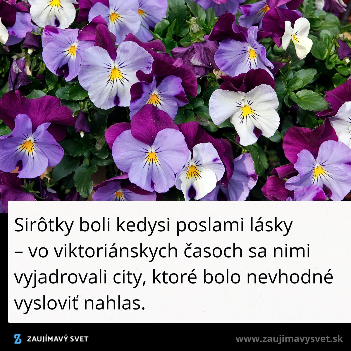 Farebné sirôtky v záhrade, historický symbol lásky a skrytých citov vo viktoriánskej ére.