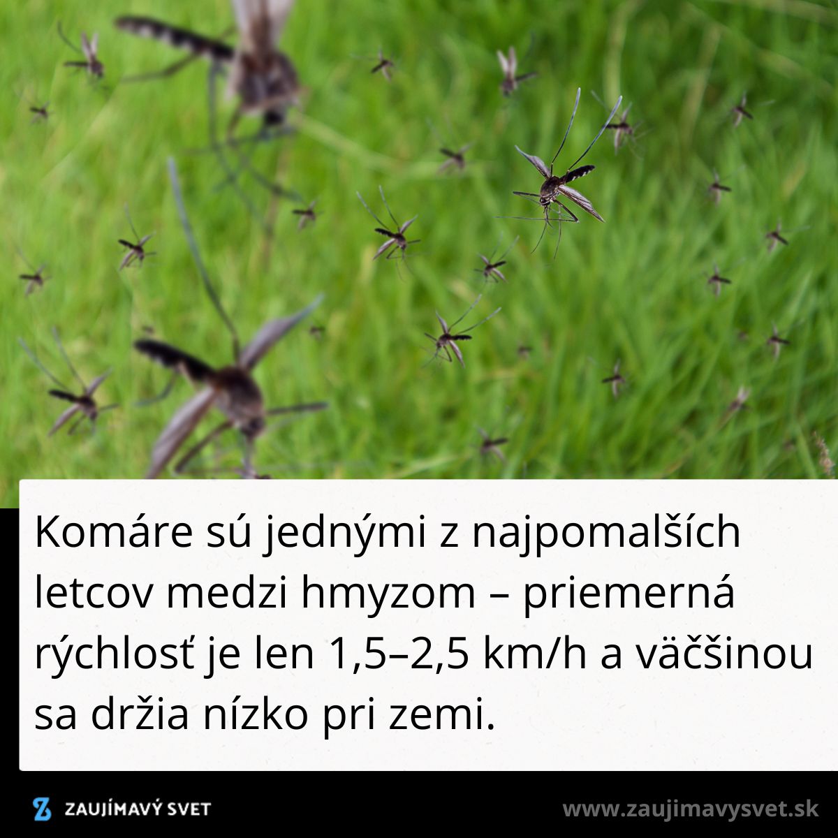 Komáre v letu nad trávou; patria medzi najpomalších hmyzie letcov s rýchlosťou 1,5-2,5 km/h.