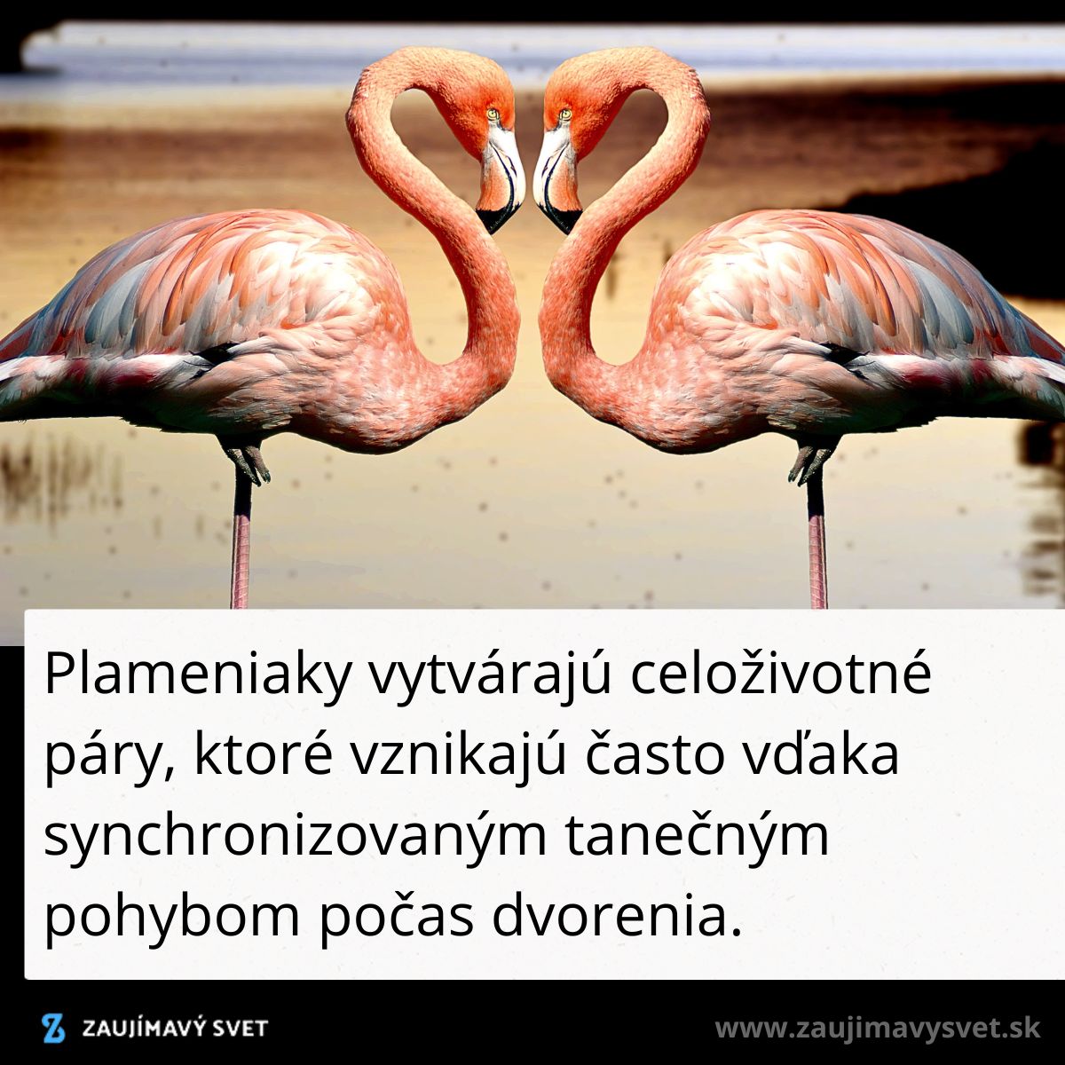 Dva plameniaky pri jazere so synchronizovaným držaním tela v tvare srdca.