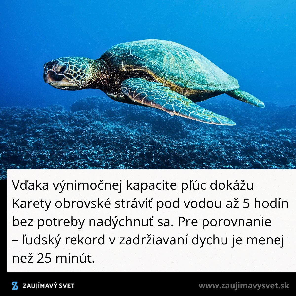 Kareta obrovská pod vodou, využívajúc svoju výnimočnú kapacitu pľúc na dlhé ponory bez potreby nadýchnuť sa.