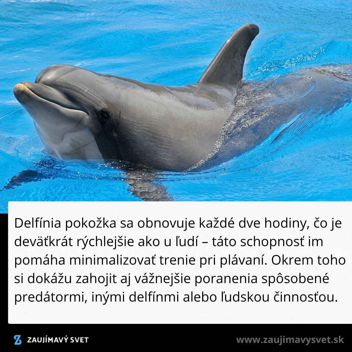 Delfín pláva v modrej vode, pokožka sa obnovuje každé dve hodiny, čo minimalizuje trenie pri plávaní.