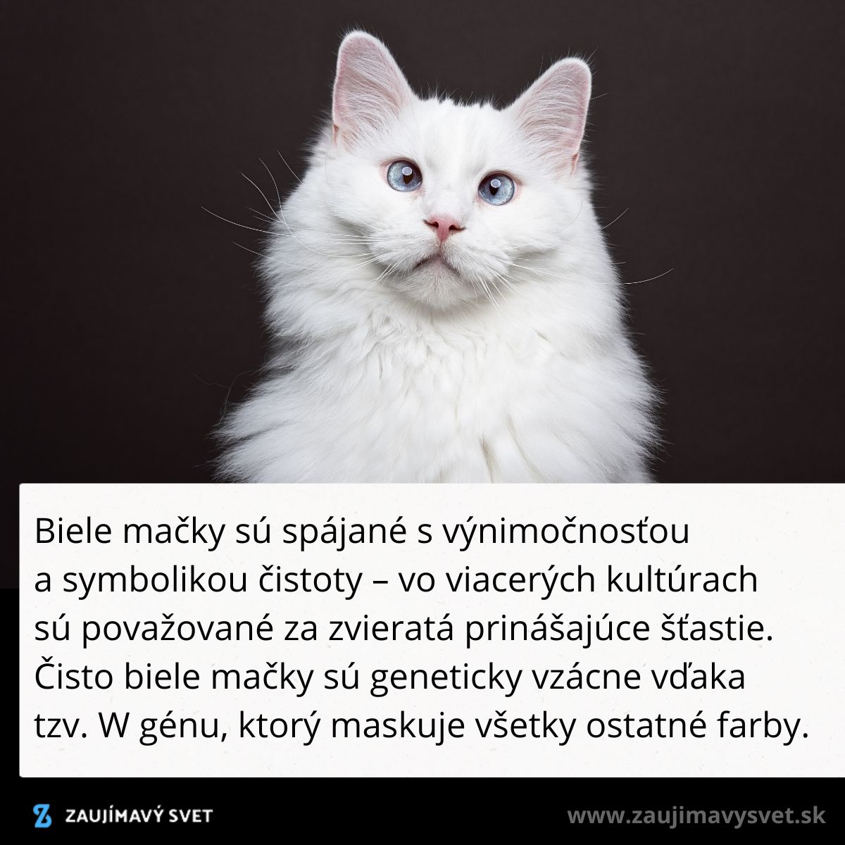 Biela mačka s modrými očami na tmavom pozadí symbolizuje čistotu a šťastie vo viacerých kultúrach.