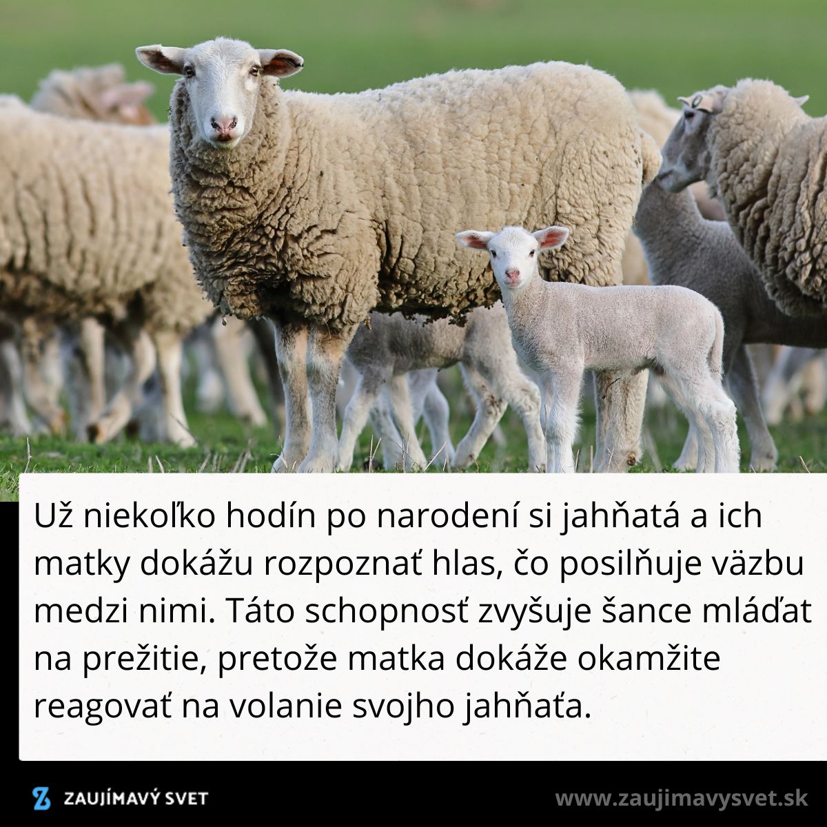 Ovce so svojimi jahňatami v prírode, kde si rozpoznávajú hlasy na posilnenie vzájomnej väzby.