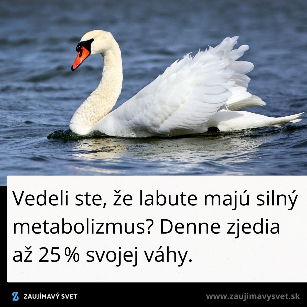 Labute na vode, ktoré majú silný metabolizmus a denne zjedia až 25 % svojej váhy.