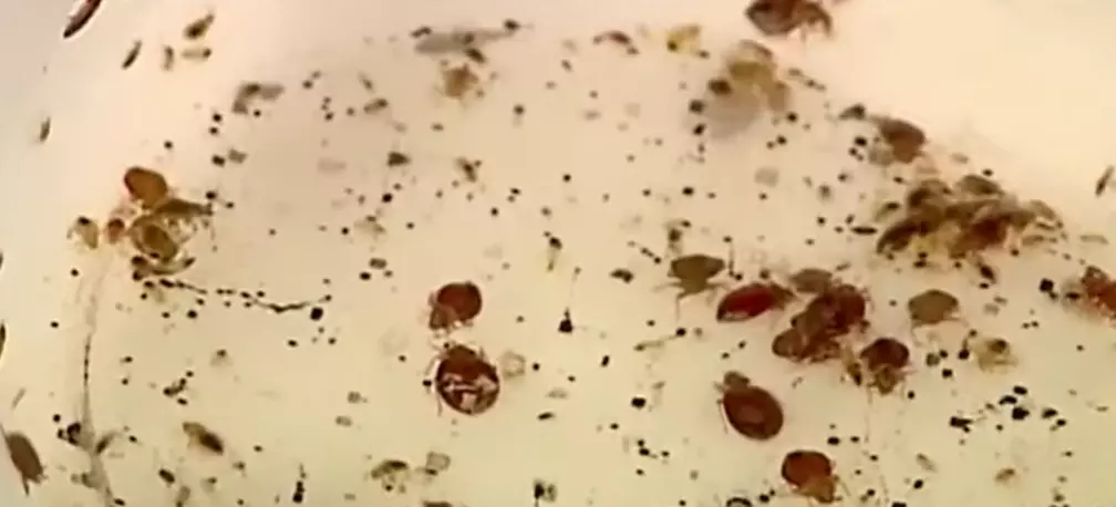 Škvrnité ploštice na svetlom povrchu v blízkom zábere, zobrazujúce detaily týchto malých hmyziek.