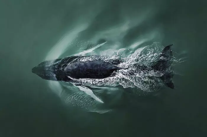 Letecký pohľad na plávajúcu veľrybu v oceáne, ukazujúci pohyb vody okolo jej tela.