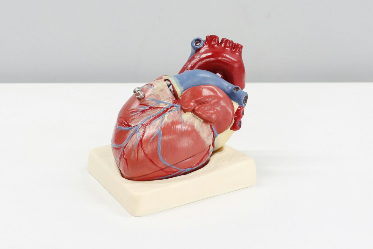 Model ľudského srdca na podstavci, zobrazujúci anatomické detaily a cievy v realistických farbách.