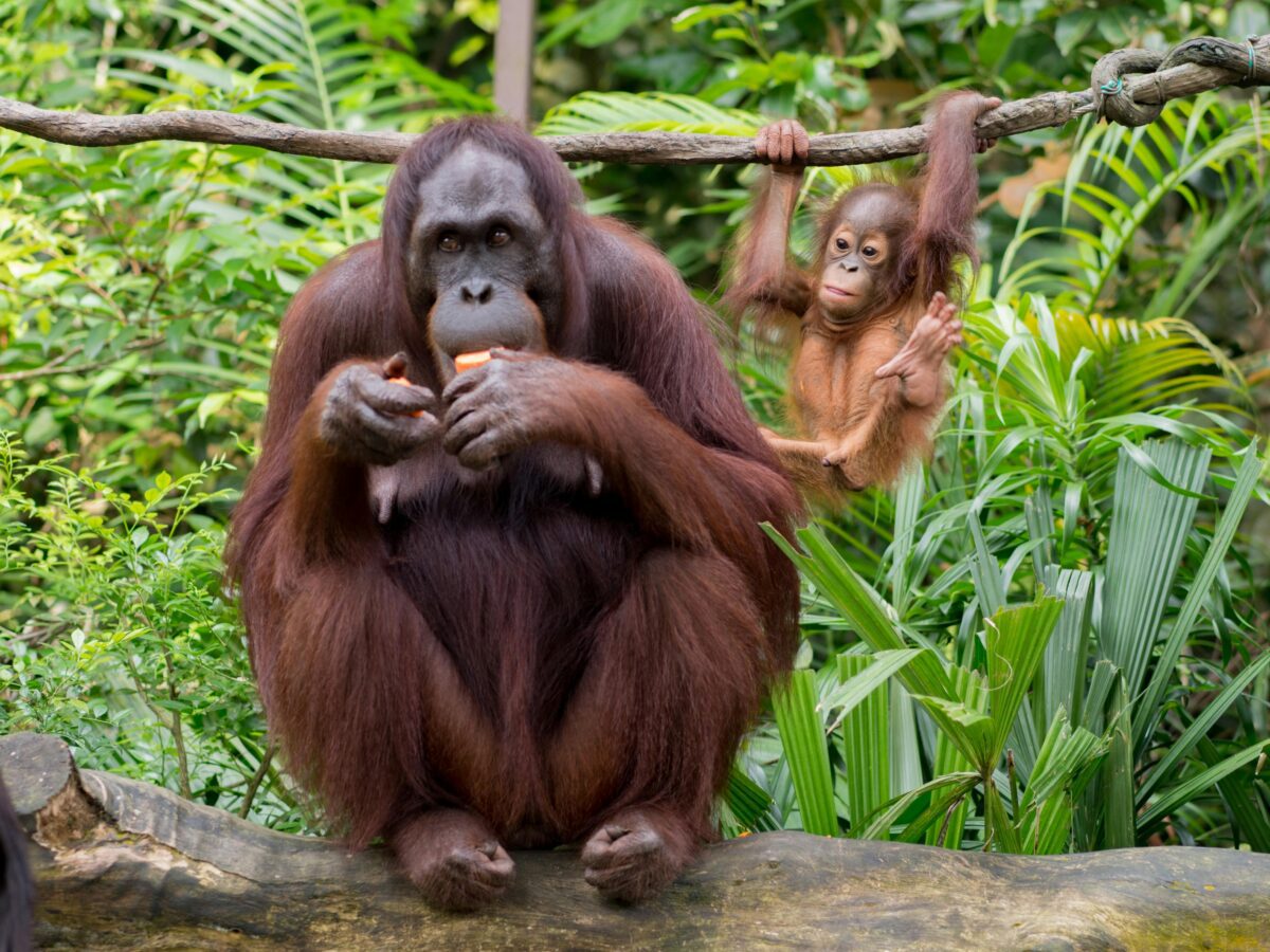 Orangutany na konári v tropickom prostredí. Dospelý jedinec s mláďaťom hrá na pozadí zelene.