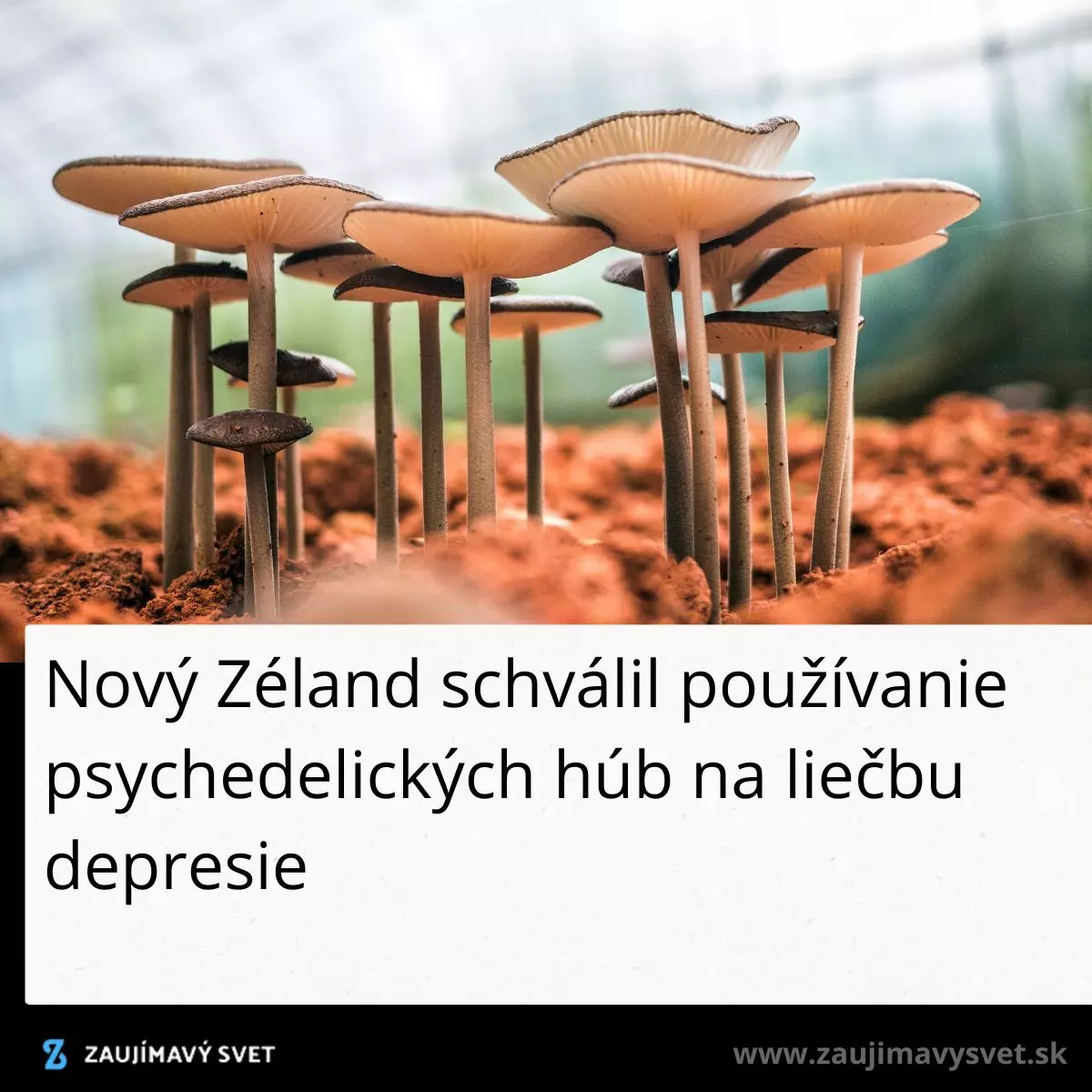 Huby rastúce na hline, Nový Zéland schválil používanie psychedelických húb na liečbu depresie.