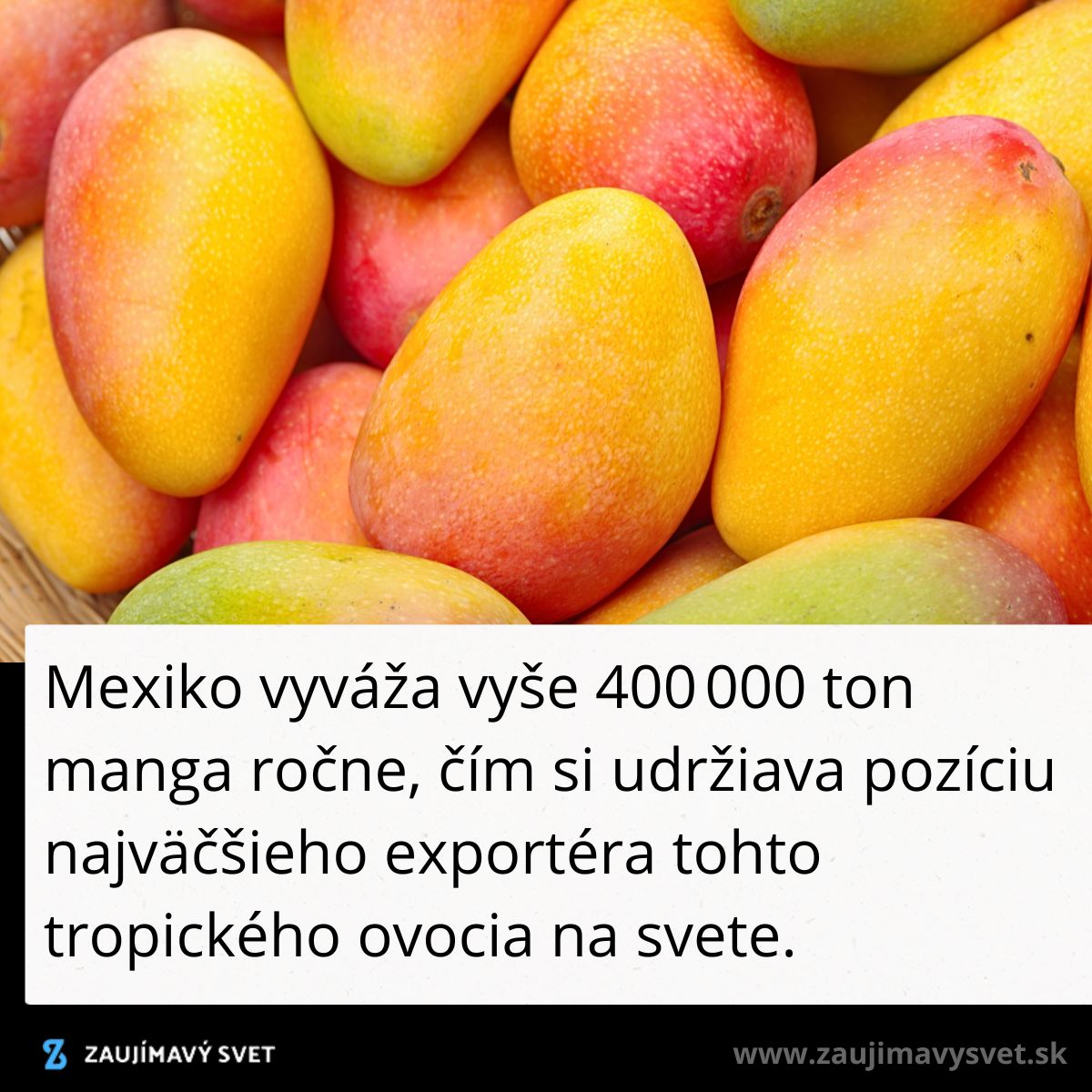 Mexiko exportuje vyše 400 000 ton manga ročne, vedie v globálnej produkcii tohto obľúbeného tropického ovocia.
