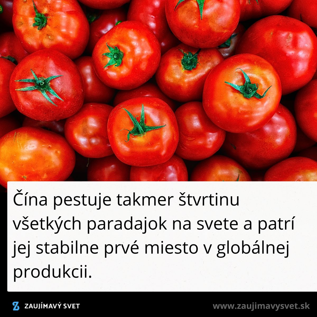Čerstvé červené paradajky s textom o Číne ako globálnom lídrovi v produkcii paradajok.