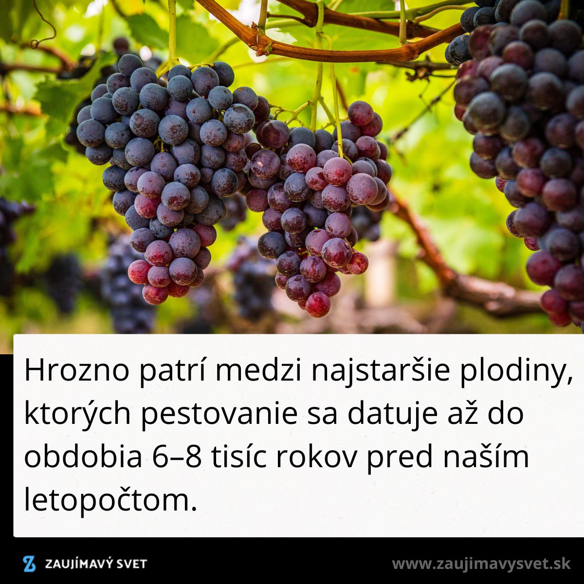 Zrelé strapce hrozna visiace na viniči v jasnom letnom dni, symbolizujúce starodávnu tradíciu pestovania.