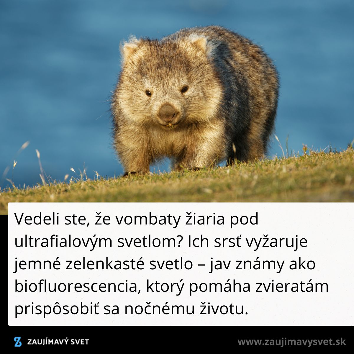 Vombat s biofluorescenčnou srsťou na lúke pri vode, v pozadí modrá obloha, jav pomáha adaptácii na nočný život.