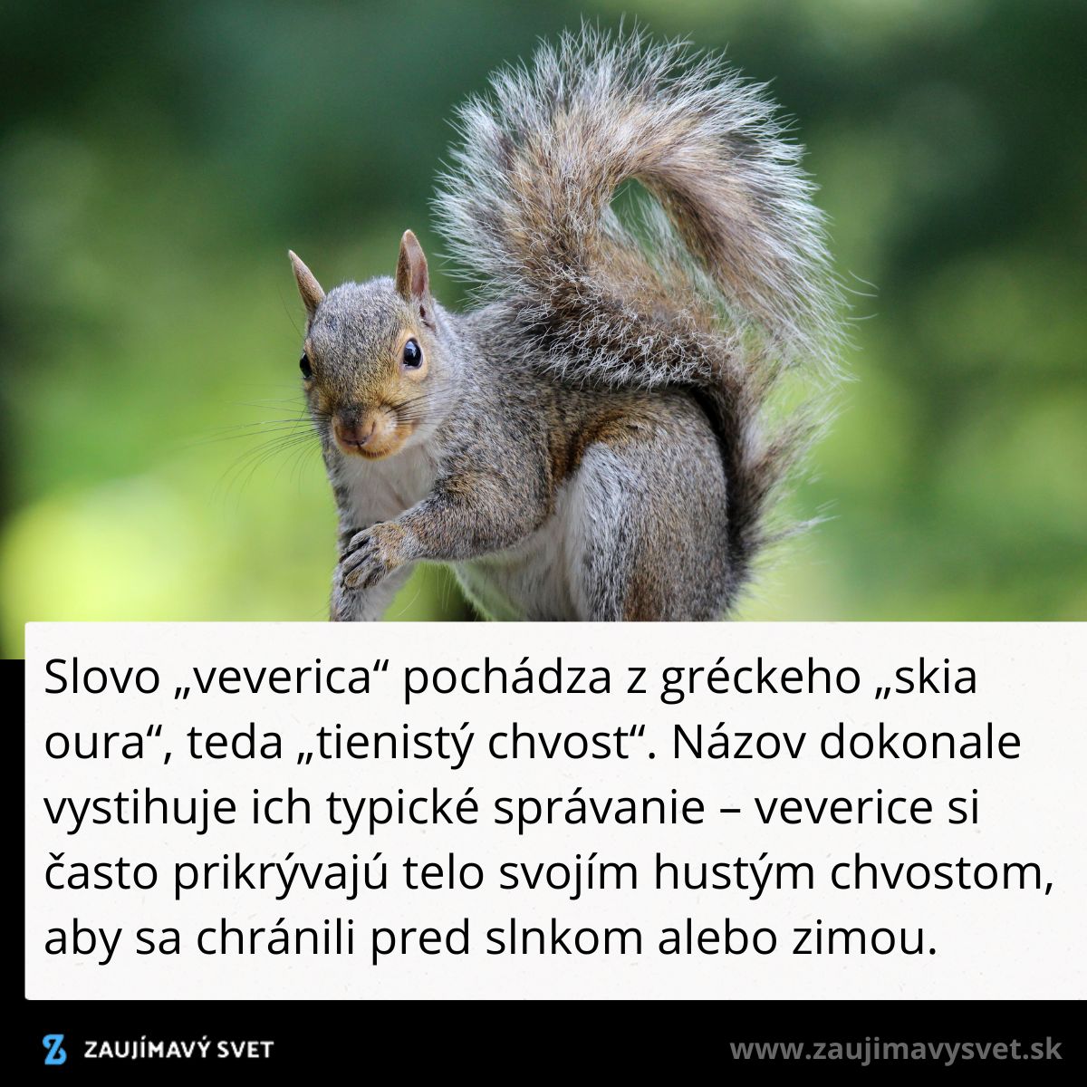 Veverica so vztýčeným huňatým chvostom na zelenej prírodnej scéne, symbolizuje ochranu pred slnkom a zimou.