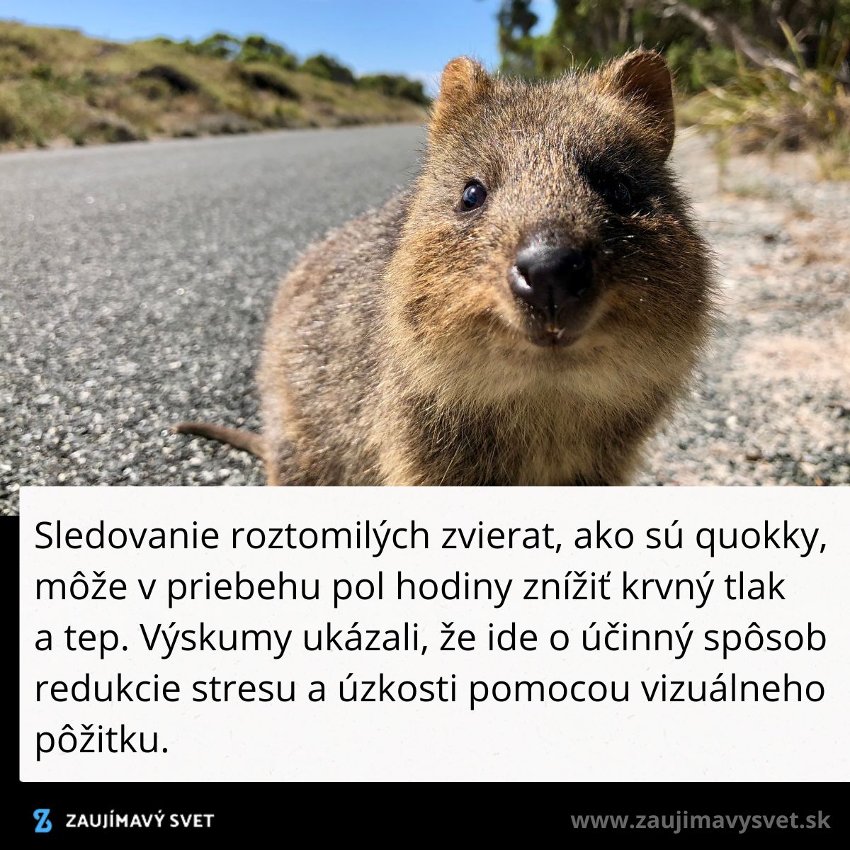 Roztomilá quokka na ceste, efektívne znižuje stres a zlepšuje náladu prostredníctvom vizuálneho pôžitku.