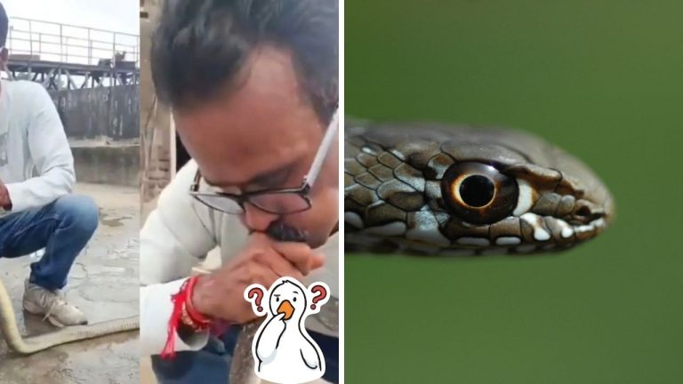 Záchranár zachraňoval bezvládneho hada: Dve minúty mu dával umelé dýchanie, až kým sa nezačal hýbať!