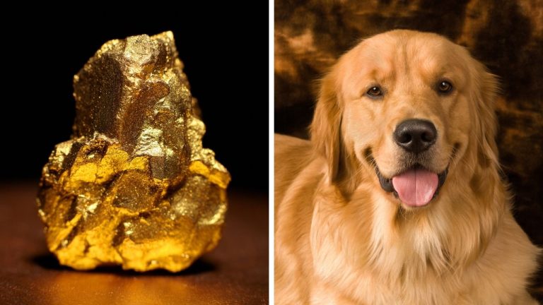 Zaujímavosti ku káve, ktoré ti rozšíria obzory #2360 – zlato je vzácnejšie ako diamanty a zlaté retrievery boli v Turecku symbolom spoločenského postavenia