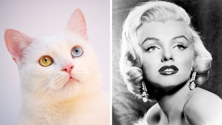Zaujímavosti ku káve, ktoré ti rozšíria obzory #2359 – biele mačky môžu mať nezvyčajné oči a Marilyn Monroe vlastnila viac ako 400 kníh
