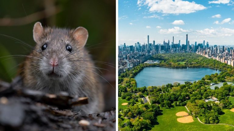 Zaujímavosti ku káve, ktoré ti rozšíria obzory #2365 – jeden z najväčších potkanov mal vyše 80 centimetrov a Central Park sa objavil vo viac ako 530 filmoch