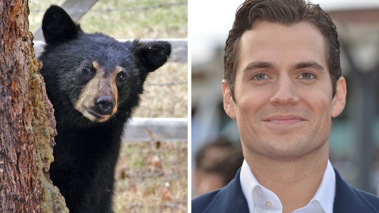 Zaujímavosti ku káve, ktoré ti rozšíria obzory #2361 – ako rýchlo dokáže bežať čierny medveď a Henry Cavill mohol byť Edwardom Cullenom