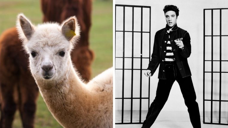 Zaujímavosti ku káve, ktoré ti rozšíria obzory #2357 – alpaky majú srsť s prekvapivými vlastnosťami a Elvis Presley dostal prezývku podľa svojich pohybov na pódiu