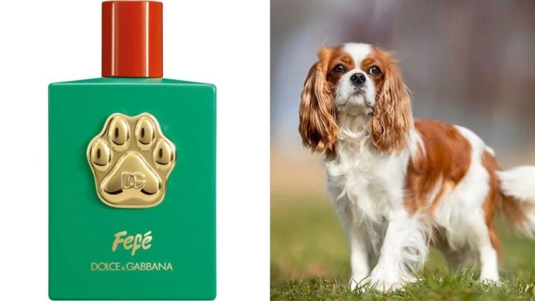 Keď už neviete, čo s peniazmi: Dolce & Gabbana šokuje svet parfumom pre psov. Je to geniálny ťah alebo čisté šialenstvo?