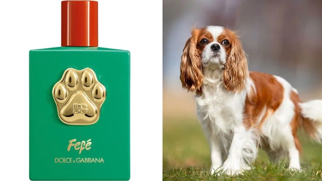 Keď už neviete, čo s peniazmi: Dolce & Gabbana šokuje svet parfumom pre psov. Je to geniálny ťah alebo čisté šialenstvo?