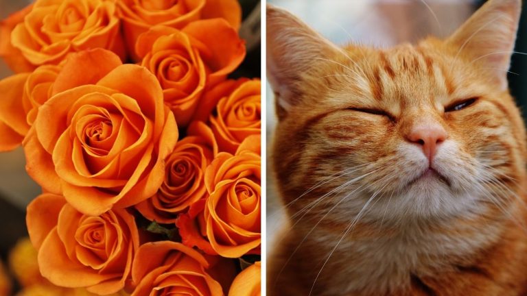 Zaujímavosti ku káve, ktoré ti rozšíria obzory #2378 – oranžové ruže kedysi pomáhali vyjadrovať skryté city a oranžové mačky, ktoré poznáme aj zo slávnych filmov
