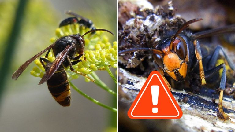 Na Slovensku potvrdili výskyt nebezpečného invázneho sršňa. Jeho hniezdo zatiaľ zostáva záhadou