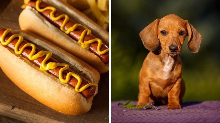 Zaujímavosti ku káve, ktoré ti rozšíria obzory #2374 – dodnes nevieme, kto vynašiel hot dog, a roztomilé jazvečíky sú v skutočnosti vášniví lovci