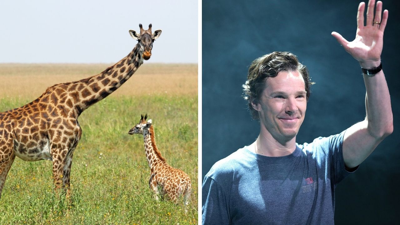 Zaujímavosti ku káve, ktoré ti rozšíria obzory #2388 – žirafy rodia postojačky a Benedict Cumberbatch sa chcel pôvodne stať právnikom