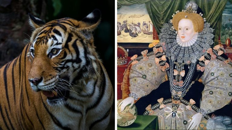 Zaujímavosti ku káve, ktoré ti rozšíria obzory #2376 – tigre majú pruhy aj na koži a kráľovná Alžbeta I. údajne vlastnila 2 000 párov rukavíc